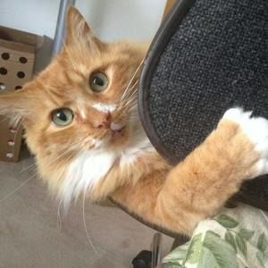 Meet your Posher, Elaine